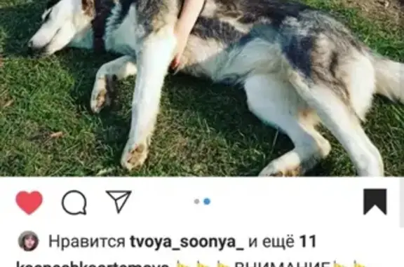 Пропала собака хаски в Раменском районе, ДНТ Обухово