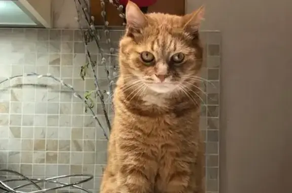 Кошки потеряшки, Москва, фото: Потеряшка кошка Патрик в Солнечногорске.