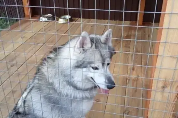 Собаки потеряшки, Липецк, фото: Потеряшка собака в Липецкой области: Хаски-маламут Ник, 4 года, контакты в тексте.