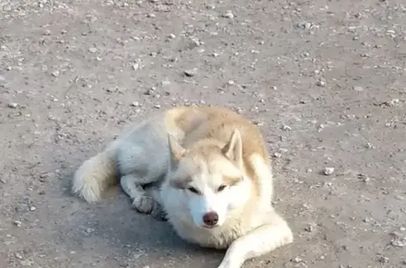 Потерян пёс метис хаски возле магазина в деревне Соловьи, Псков