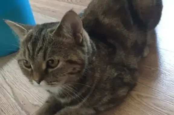 Найдена кошка на 60 лет СССР 62 в Красноярске