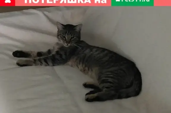 Найден кот на ул. Радужная в Звенигороде