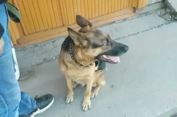 Пропала собака на ул. Можайского, зовут Нора, контакты Анастасии.