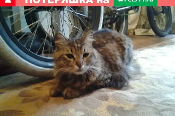 Найден кот на ул. Ляпидевского, Москва