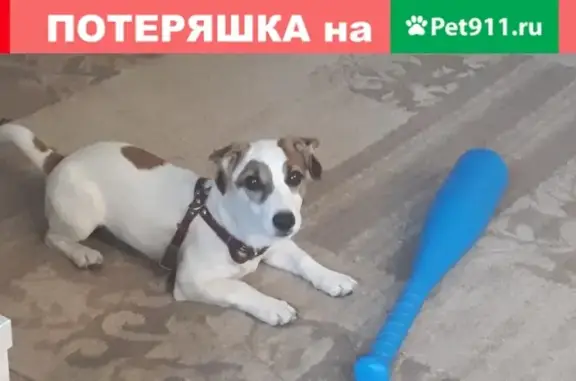Пропала собака в Мирном, ул. Зерновая х ул. Трудовая, Саратов