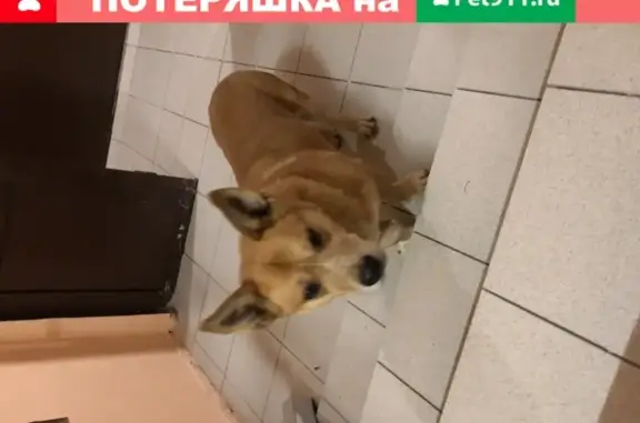 Найдена собака в поселке Внуково, улица Рейсовая 2-я