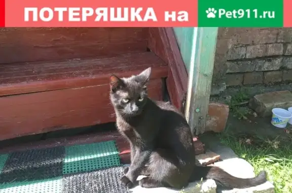 Найден черный кот в Химках, Фирсановка