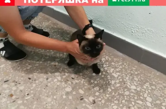 Найдена кошка в Чертаново, 8к832