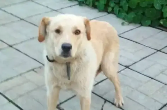 Потерян палевый пёс на Черноозерском кордоне, нужна помощь