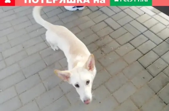 Найдена собака Кабель возле Картмазово, Москва