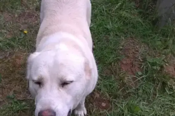 Найдена белая собака в Егорьевске