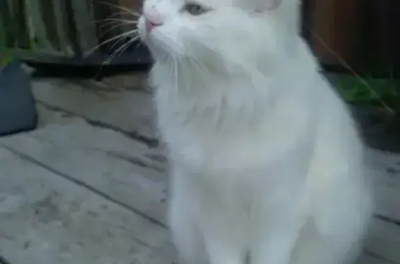 Найдена кошка на ул. Зелинского, ищем хозяина