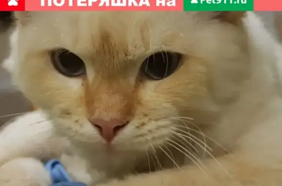 Пропала ласковая кошка возрастом 2-3 года в Боре, Нижегородская область, адрес: Владимирово 7.