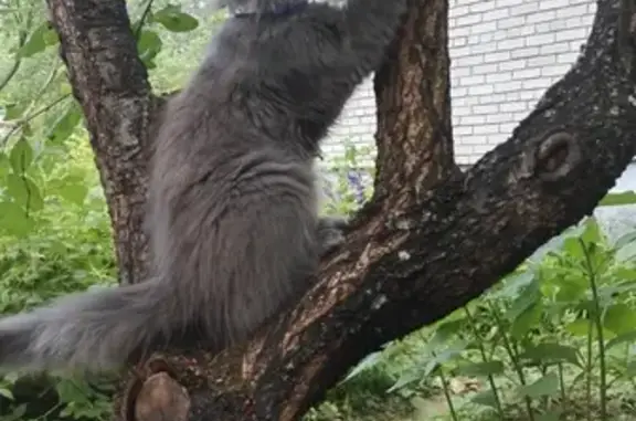 Пропал серый кот в районе Жуковки, МО (06.07.19)