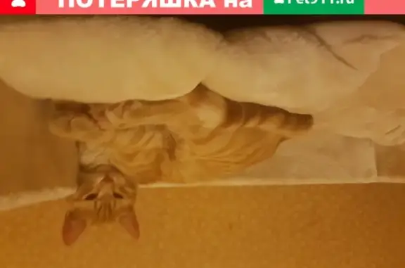 Пропал кот Чубайс с ошейником foresto в Красногорске