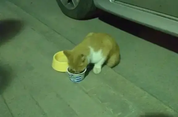 Найдена кошка на ул. Петухова, 160