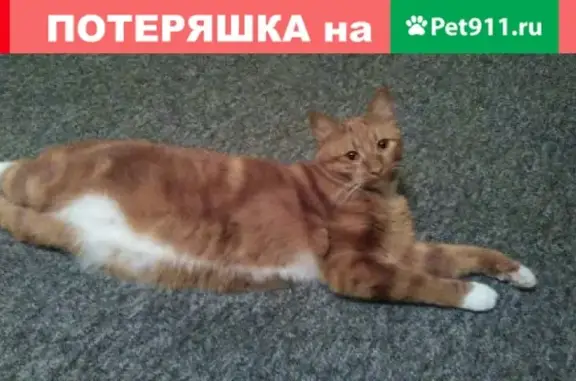 Пропал кот Жорик в Красноярске
