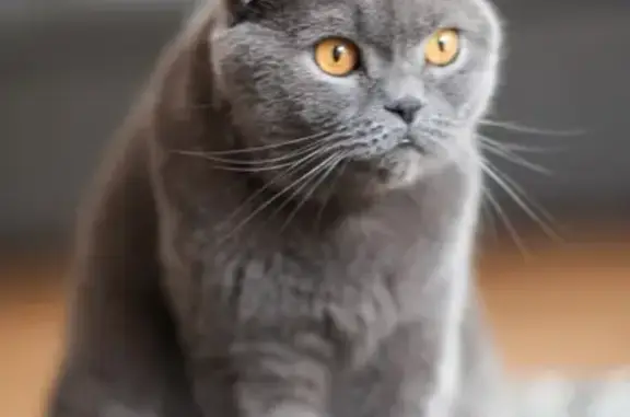 Кошки потеряшки, Новосибирск, фото: Потеряшка кошка Вислоухий Шотландец в СНТ Отдых-2, Новосибирск