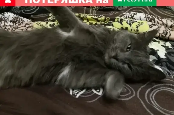 Пропала кошка в Тюмени, Ленинский район, вознаграждение!