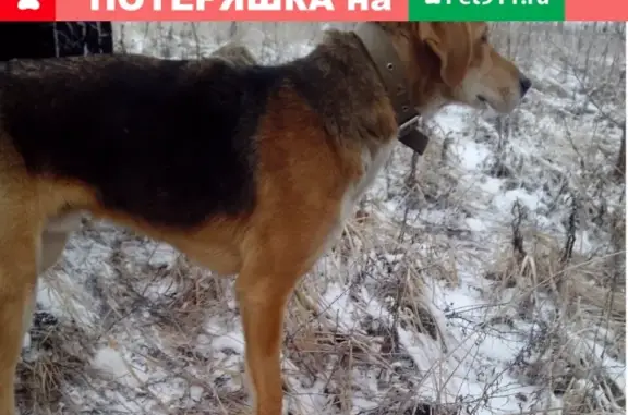 Пропала собака в районе Сандовского Молоковского района, вознаграждение гарантировано