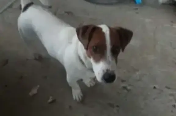 Пропала собака породы Джек Рассел Терьер в Городище на улице Зелёной