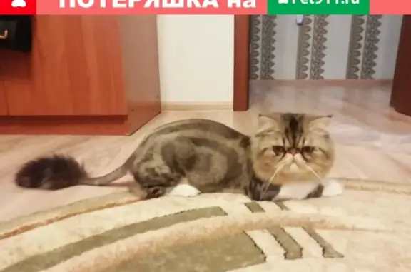 Пропала кошка в Нижневартовске, 6 мк, мира 23