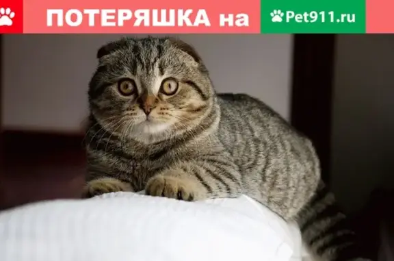 Пропал кот в районе Гоголя 145 б, вознаграждение за находку
