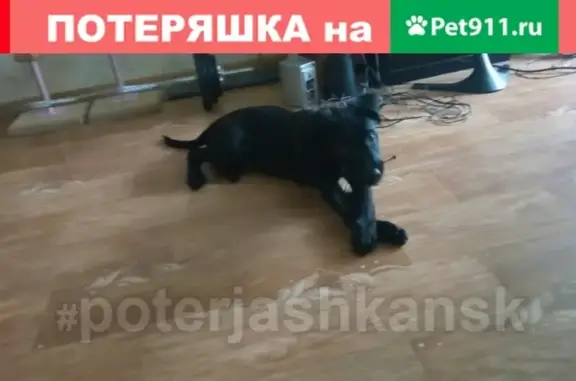 Найдена собака в Новосибирске, адрес: Сибиряков-Гвардейцев д. 44/4