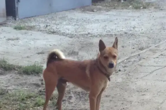 Собака найдена на ул. Бертюльская, Астрахань