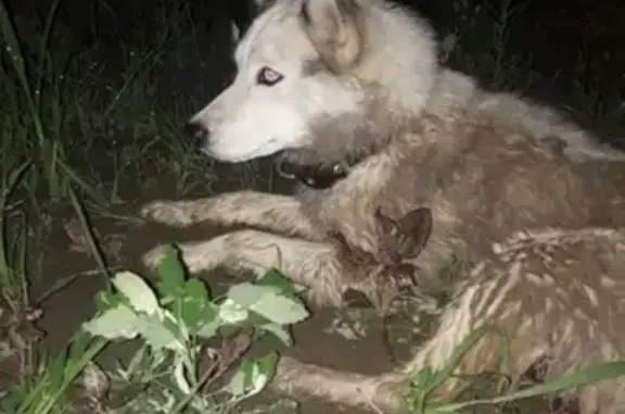 Найдена собака в Пятигорске, сбитая авто.
