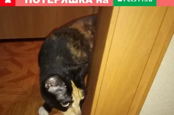 Найдена кошка на Крупской, ищем хозяев!