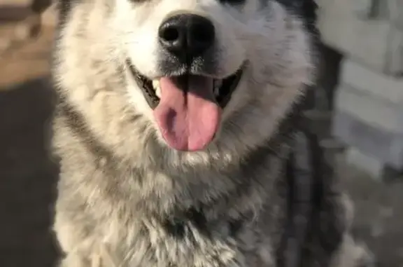 Потерянные животные Москва, фото: Пропала Хаски в Раменском районе СНТ Синие дали