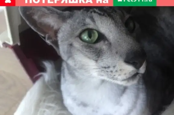 Кошки потеряшки, Санкт-Петербург, фото: Потеряшка кот на ул. Зои Космодемьянской