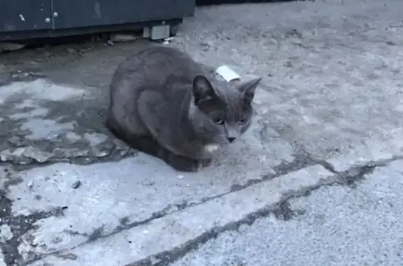 Найдена кошка в Сургуте, ищет хозяев!