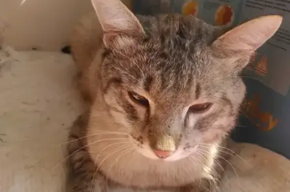 Кошка найдена в Красноармейске на шлюзах Волгограда