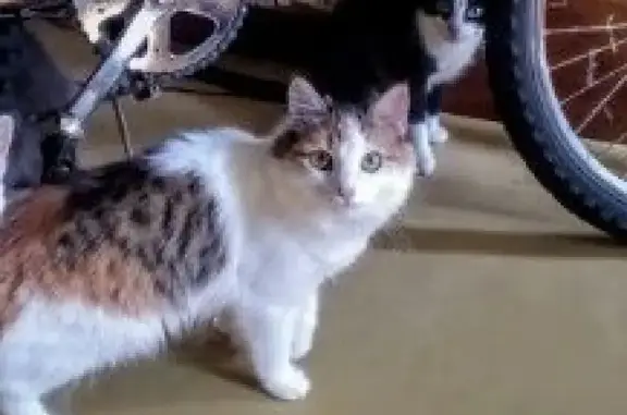 Потерянные животные Набережные Челны, фото: Пропала кошка Света в Набережных Челнах