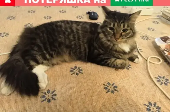 Найдена домашняя кошка по адресу в Химках