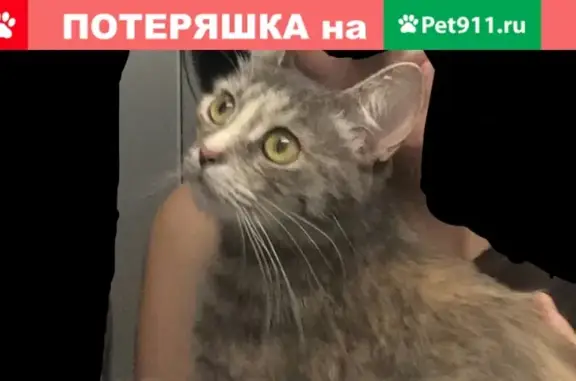 Пропала кошка Маруся на ул. Сызранской, Новокуйбышевск
