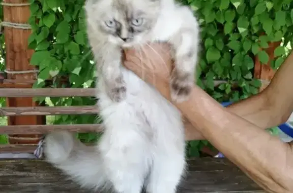 Найдена кошка в посёлке Волжский, Самарская область