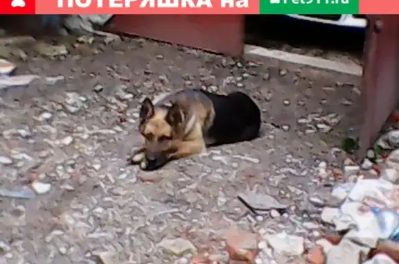 Пропала собака Граф в Коврове