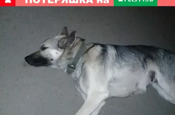 Найдена собака Артур в Казани (VK: id12366628)
