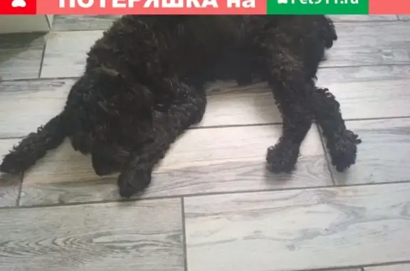 Пропала собака породы чихуахуа на улице Коммунистической, Люберцы