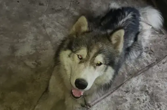 Найдена собака, Липецк, фото: Найден разноглазый маламут в районе Сселок, дачи Металлург-4