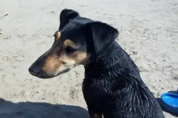 Пропала собака Муля в Заречном, Пензенская область