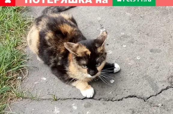 Найдена домашняя кошка на ул. Саукова, Ярославль