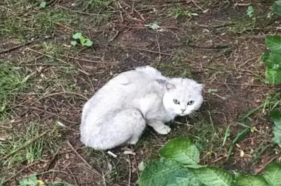 Найдена кошка на улице Кутаисской, Калининград
