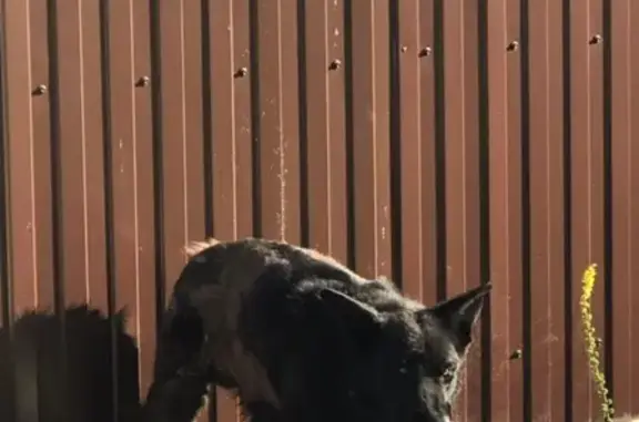 Найдена собака в Сызрани, ищем хозяина.