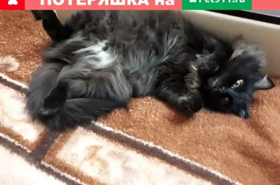 Пропала кошка Муся в Тюмени, помогите найти!