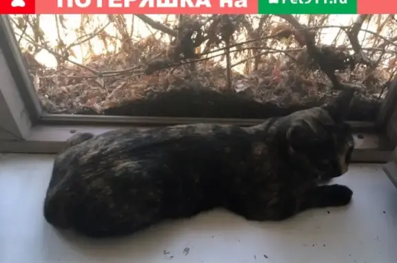 Пропала кошка в Тюмени на Чаплина-Молодежной
