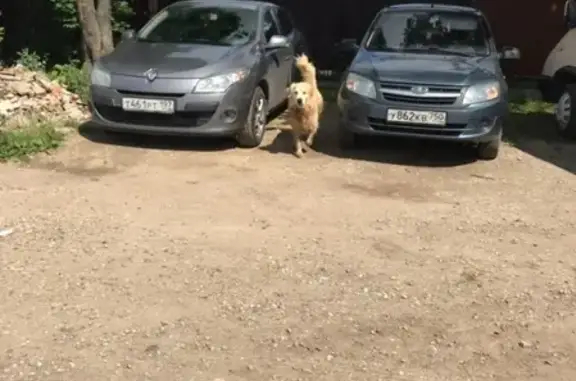Собака найдена в Сергиевом Посаде, Россия
